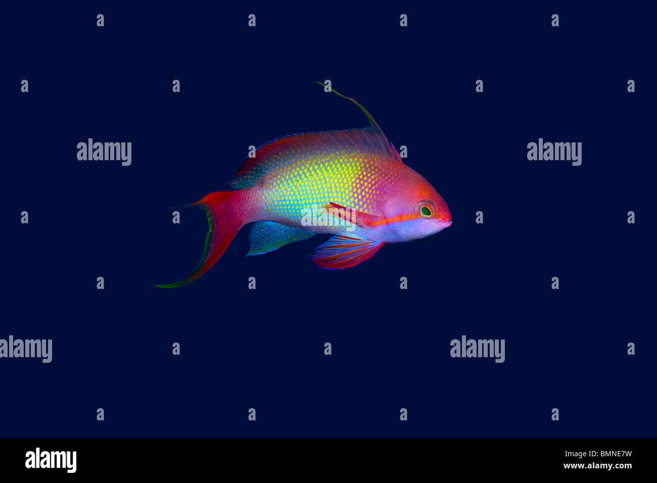 Small colorful tropical fish on blue background Stock Photo