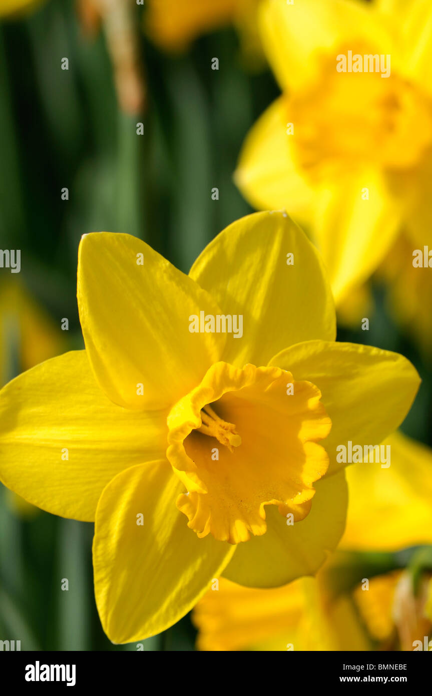 Narcissus st keverne large cupped Daffodil macro photo Close up yellow uniform flowers flower bloom blossom Stock Photo
