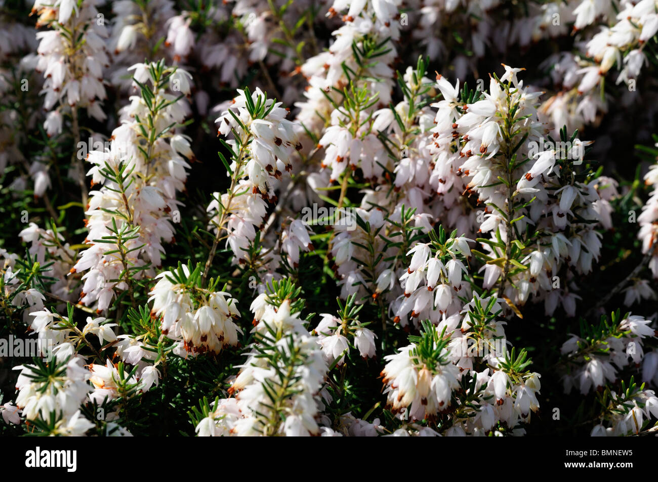 Erica carnea snowcap white Winter heath Winter Flowering Heather Spring heath syn. herbacea mediterranea Stock Photo