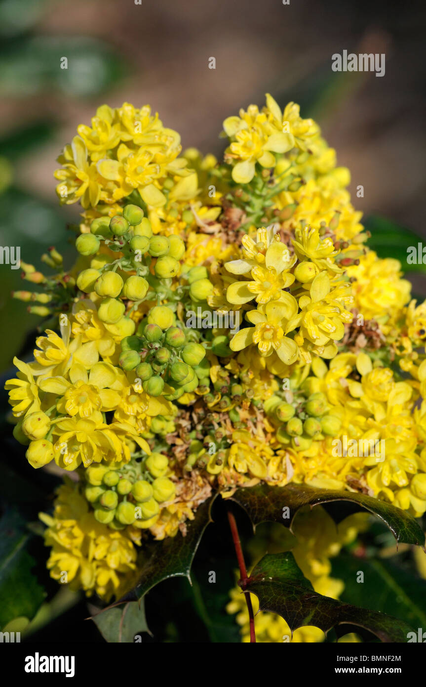 Mahonia x wagneri aldenhamensis Barberry Oregon grape yellow flowers bloom blooming blossom blossoming thick racemes Stock Photo