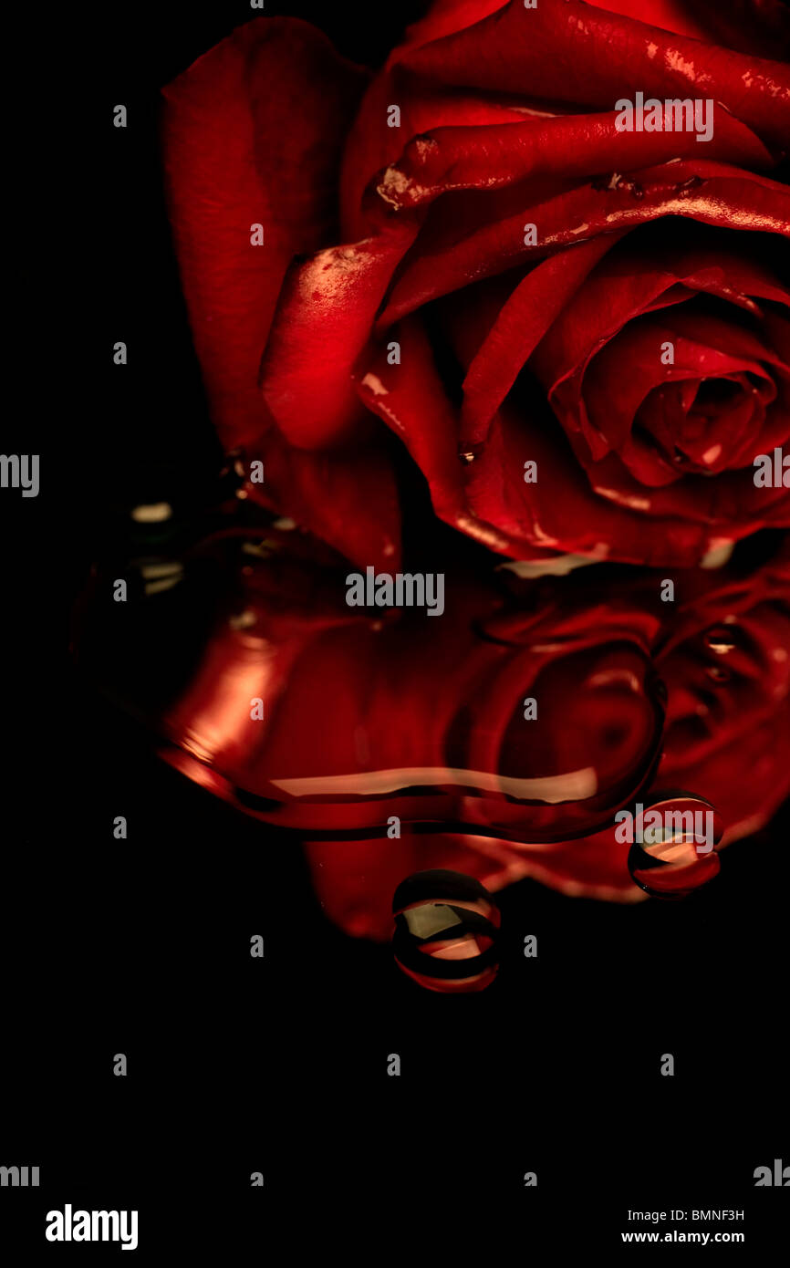 Rose bleeding hires stock photography and images Alamy