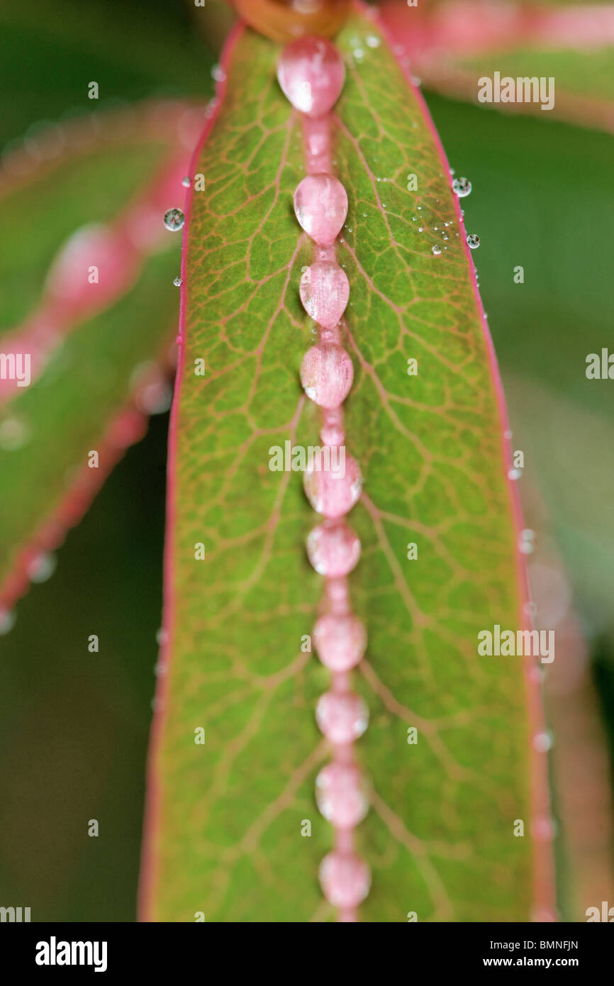 Spurge. Euphorbia Griffithii - Fireglow Stock Photo