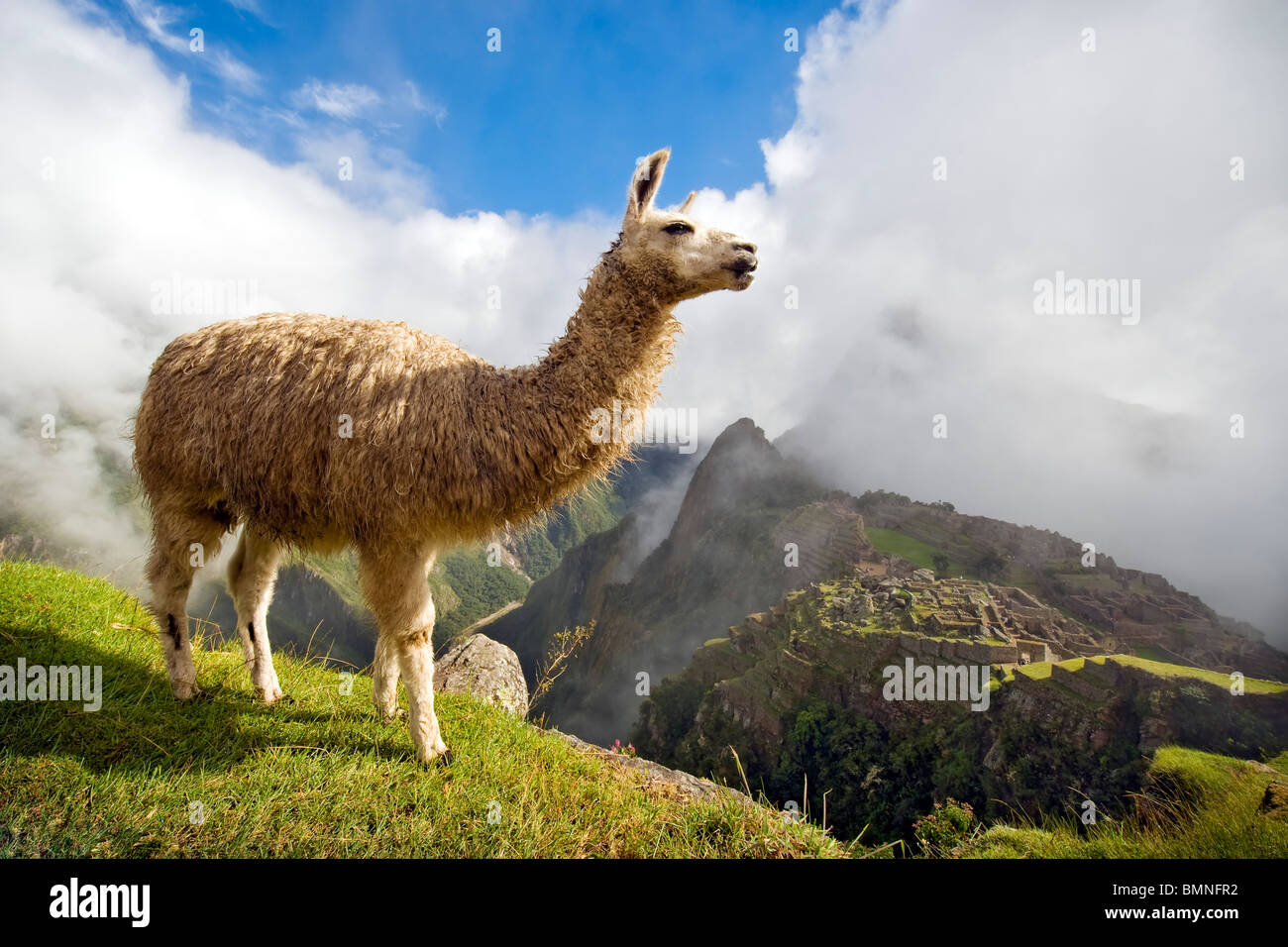 Landscape of Machu Picchu, Peru, with llama in foreground. Stock Photo