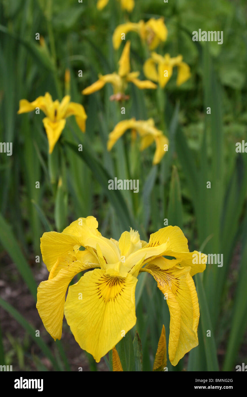 Yellow Flag Iris pseudacorus Taken at Ness Botanic Gardens, Wirral, UK Stock Photo