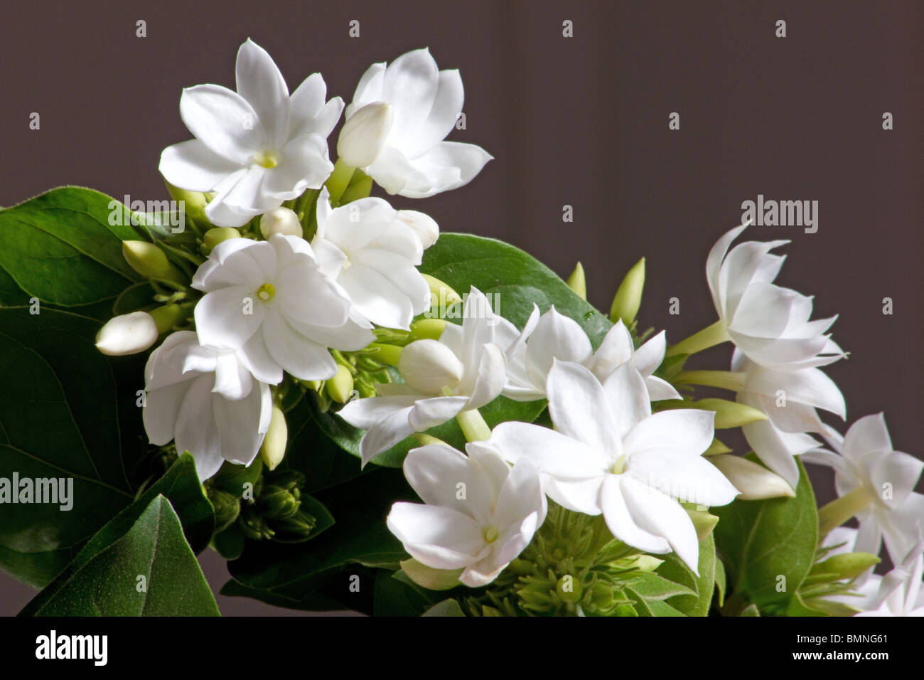 Jasmine Downy Jasmine (Jasminum multiflorum Stock Photo Alamy
