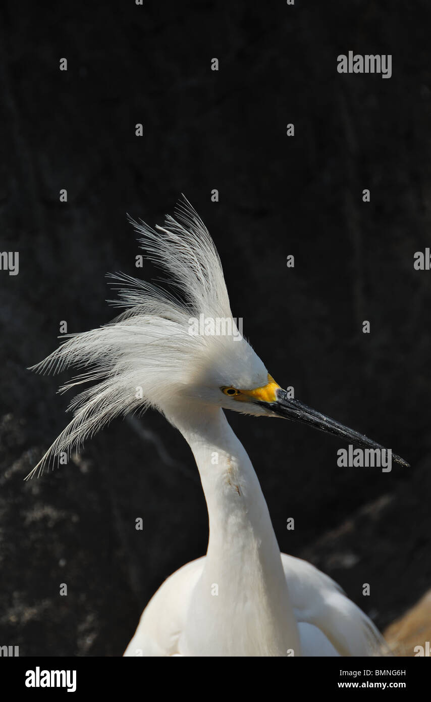 Closeup of a Snowy Egret, Egretta thula, displaying its head aigrettes near St Augustine in Florida, United States of America Stock Photo