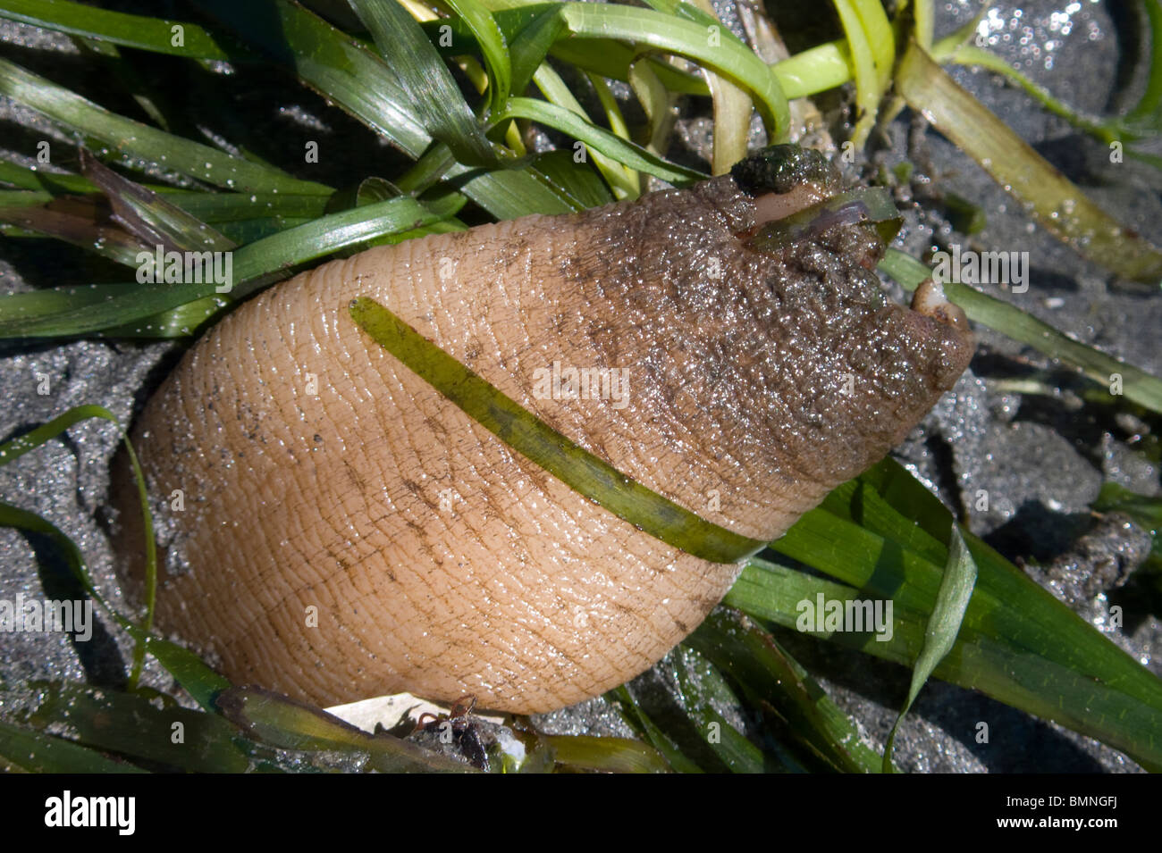 Geoduck clam digging on Washinton State's Puget Sound during a minus 3