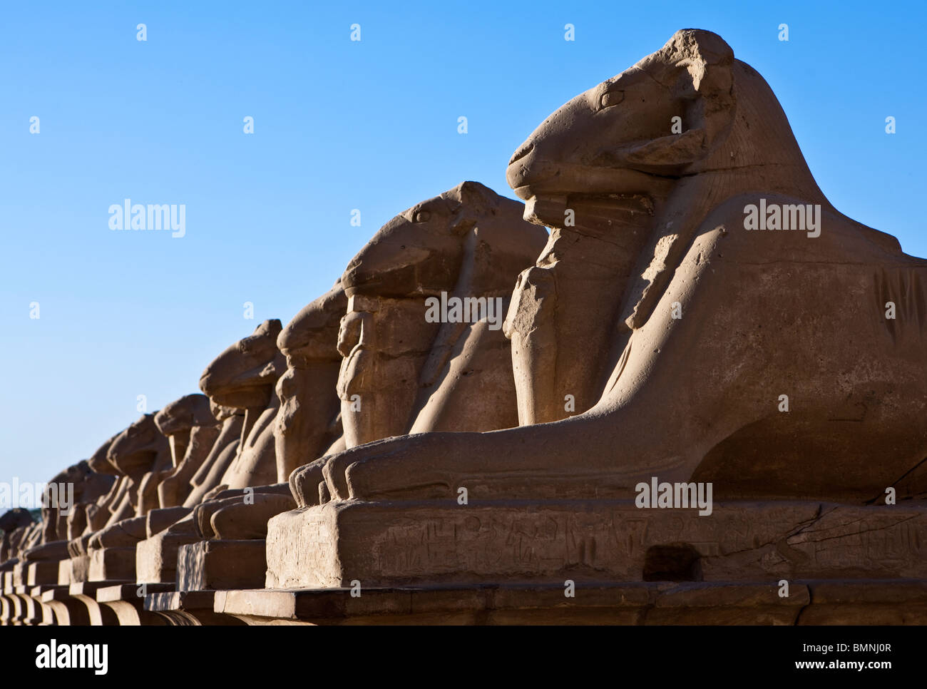 Egypt, archaeological site of Karnak, the lions statue Stock Photo Alamy