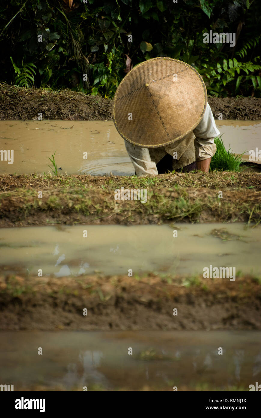 Planting by hand new rice in the magnificent terraced rice fields of ...