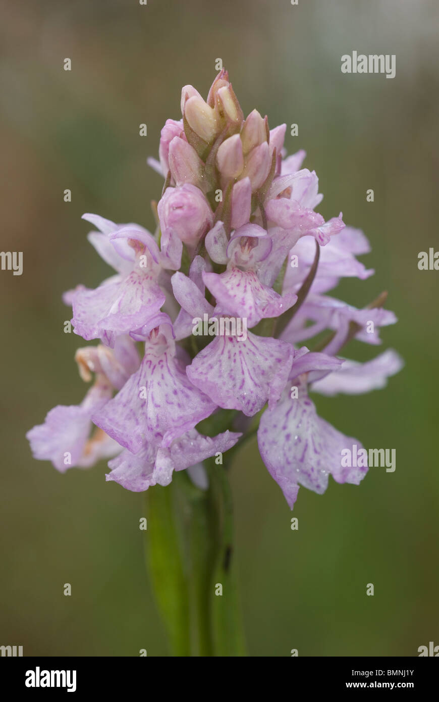 Heath Spotted Orchid or Moorland Spotted Orchid (Dactylorhiza maculata) Stock Photo