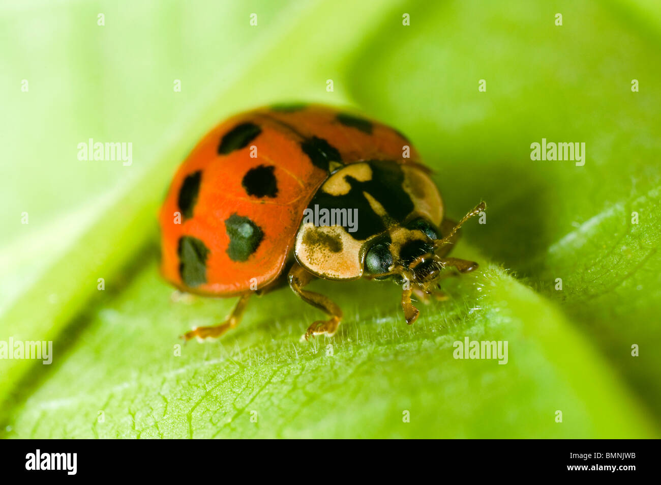 Close up of the Harlequin ladybird Harmonia axyridis in a garden in the UK Stock Photo