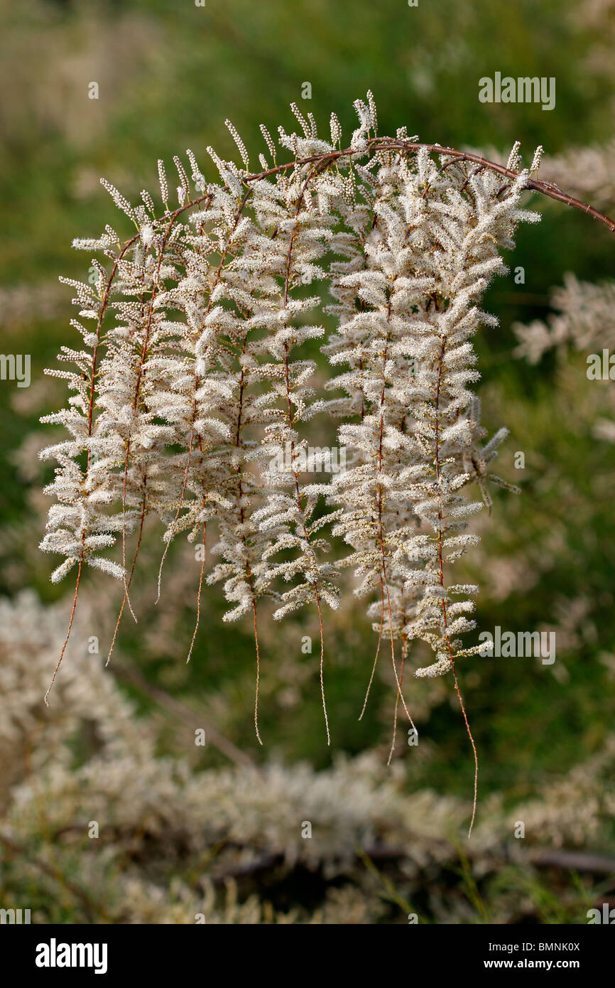 Tamarisk, Tamarix gallica in full bloom Stock Photo