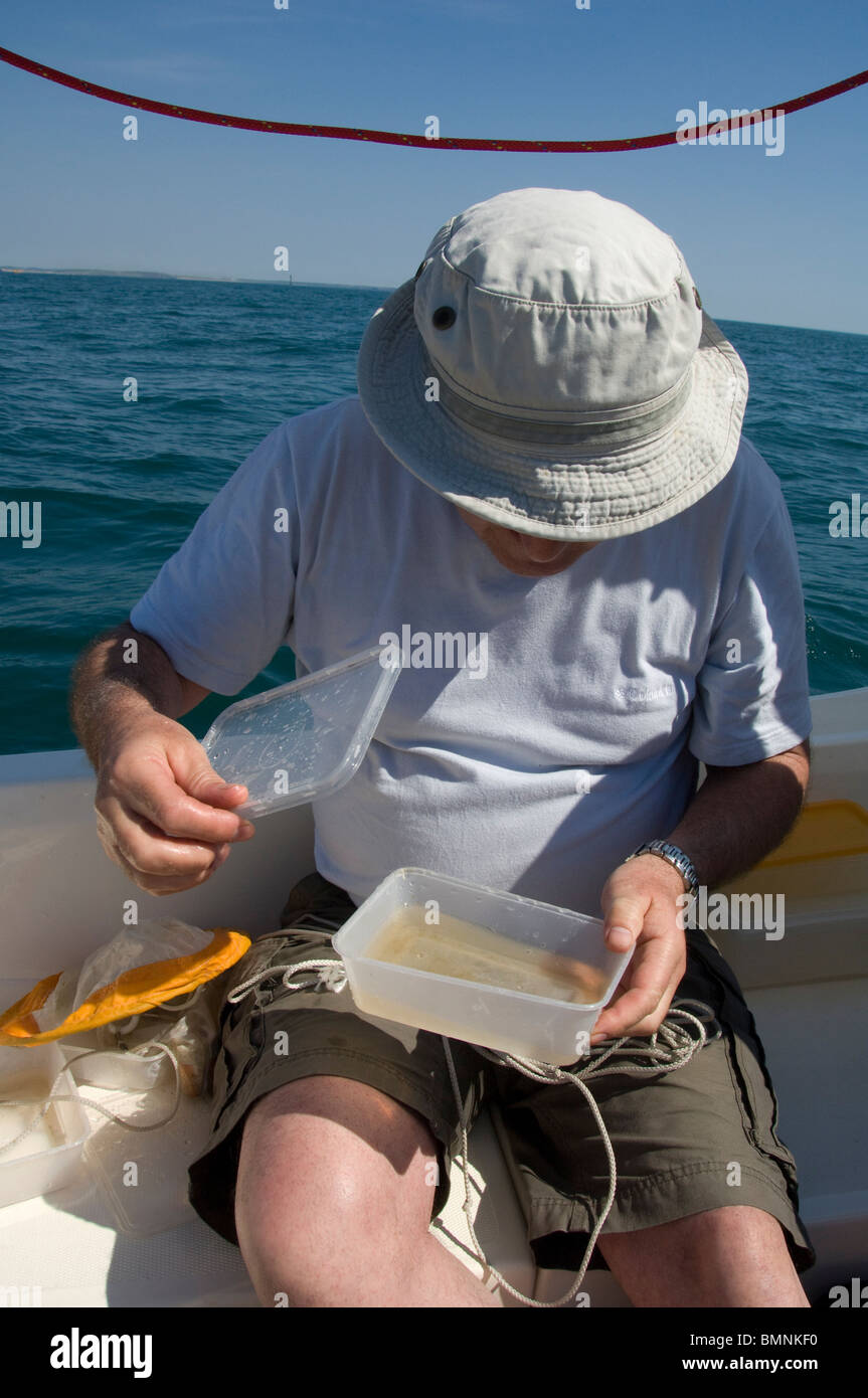 Plankton trawl, Pembrokeshire, Wales, UK, Europe Stock Photo