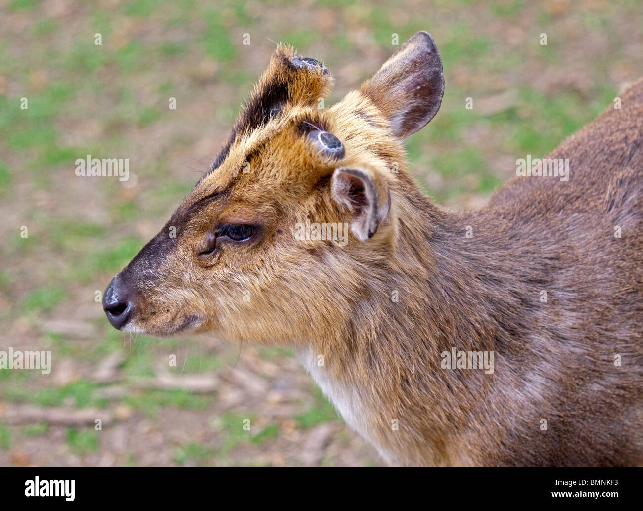 Reeve's Muntjac Deer (muntiacus reevesi Stock Photo Alamy