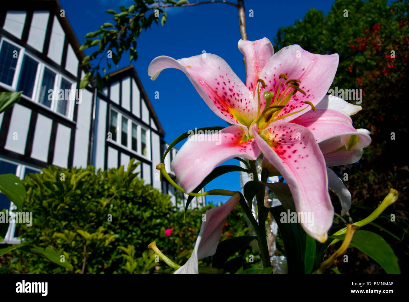 Lily Lilium Stargazer Stock Photo