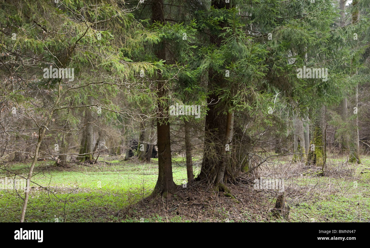 Spruce tree in front of riparian forest stand Stock Photo
