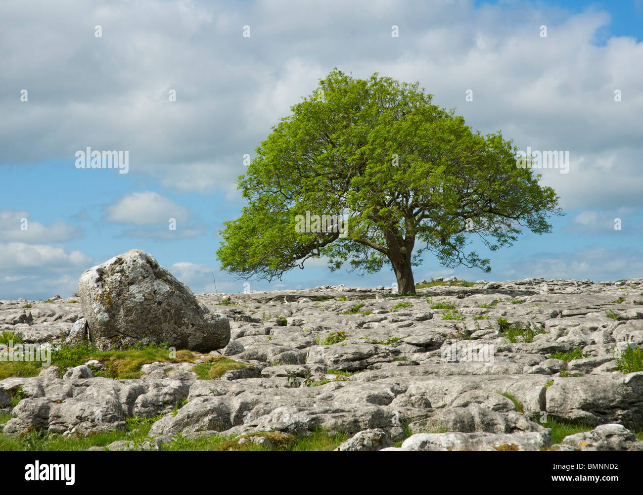 Tree growing out of limestone pavement, above the village of Conistone, Wharfedale, Yorkshire Dales National Park, England UK Stock Photo