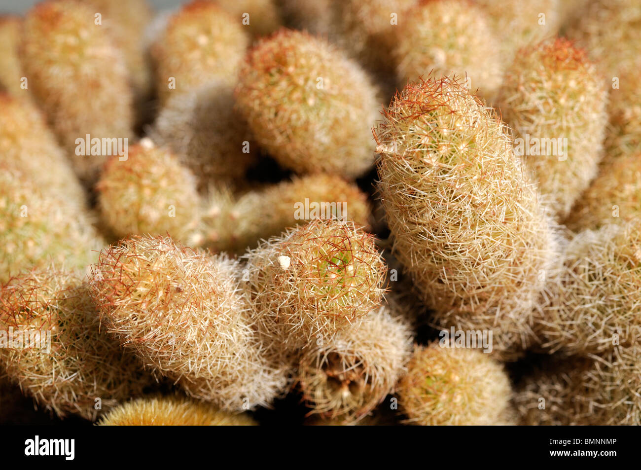 mammillaria elongata Golden Stars Lady Fingers cactus spines drought tolerant resistant Stock Photo