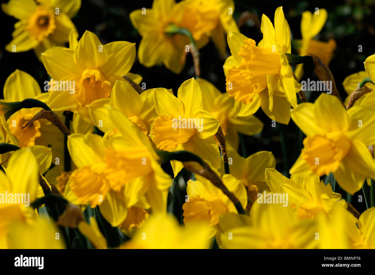 Narcissus carlton Daffodil division 2 early blooming macro photo Close up flower bloom blossom yellow cup Stock Photo