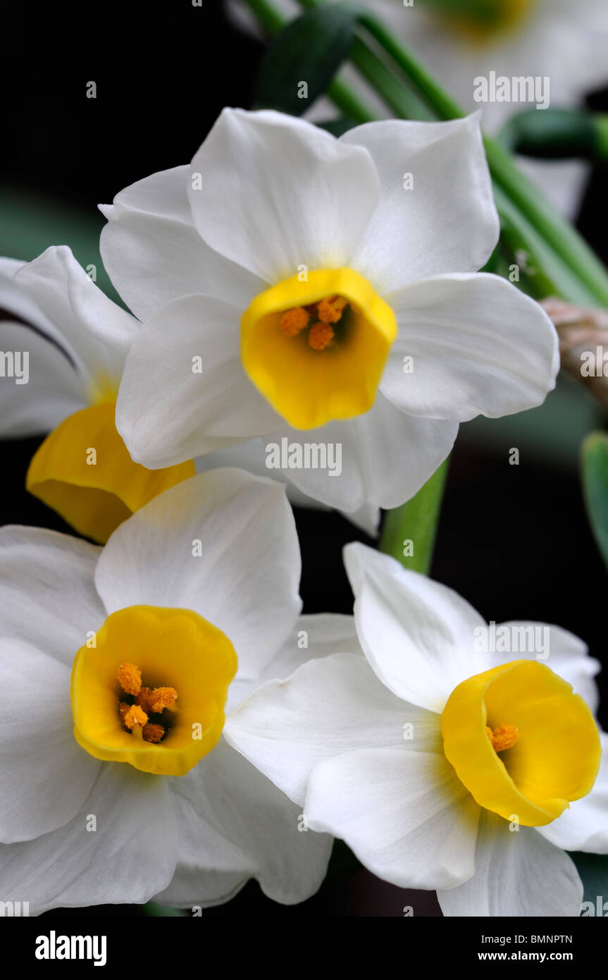 Narcissus minnow Daffodil Division 8 white pale yellow petals yellow cup macro photo Close up flower bloom blossom Stock Photo
