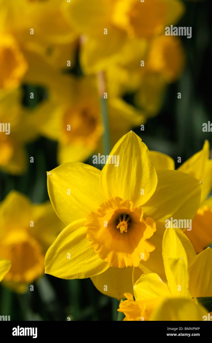 Narcissus Narcissus st keverne large cupped Daffodil macro photo Close up yellow uniform flowers flower bloom blossom Stock Photo