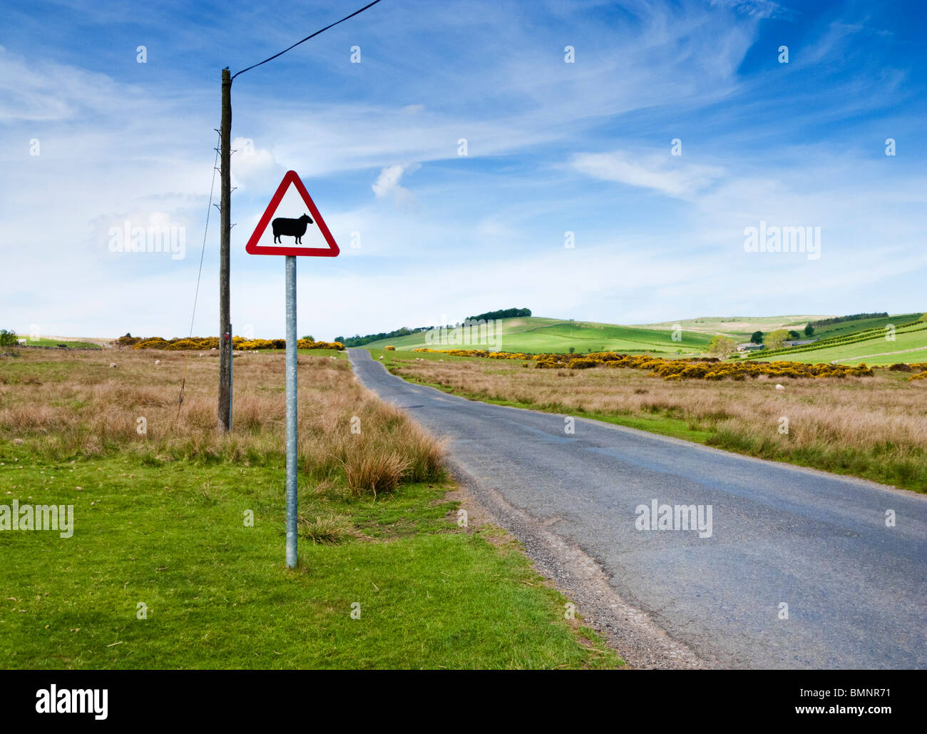Road sign, warning sign of sheep on road on Caldbeck Common, near Caldbeck, The Lake District England UK Stock Photo