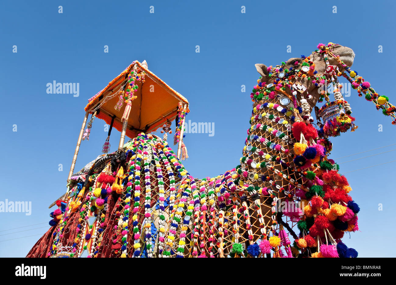 Camel Decorated With Typical Embroidery Jaisalmer Desert Festival