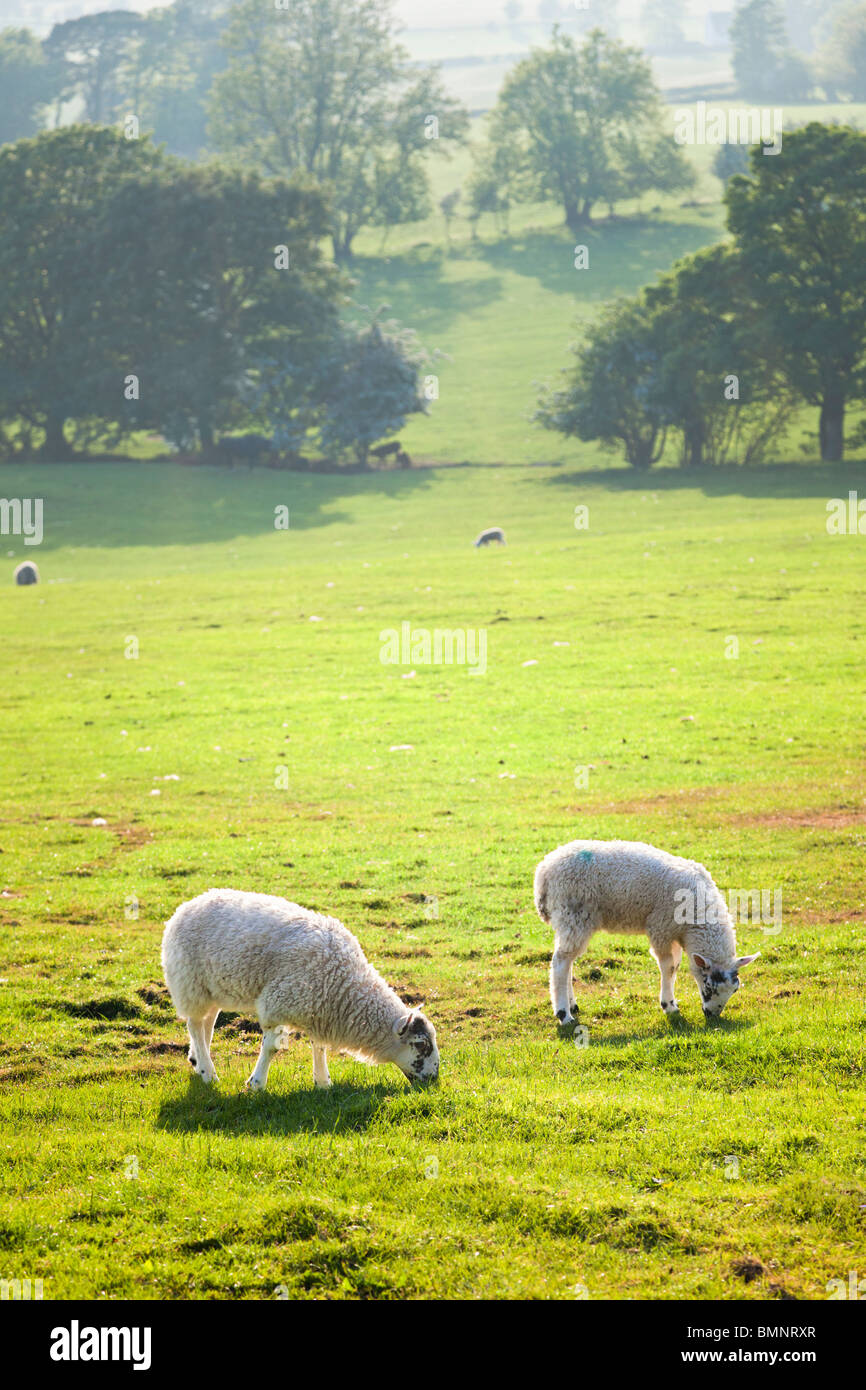 Two sheep grazing in a field in the late afternoon / early evening, England, UK Stock Photo