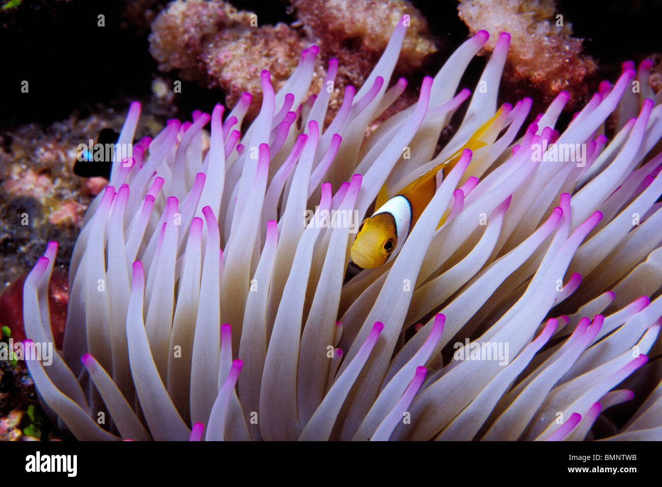 Clown anemonefish, Amphiprion percula, Tuamotus, French Polynesia, Pacific Ocean Stock Photo