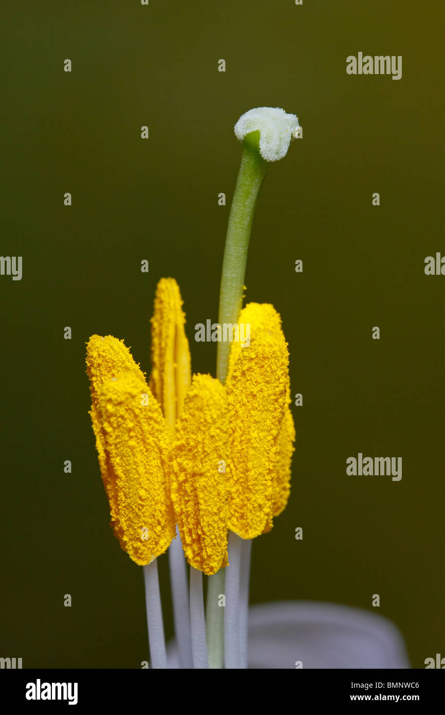 Pistils and stamens of lily Stock Photo