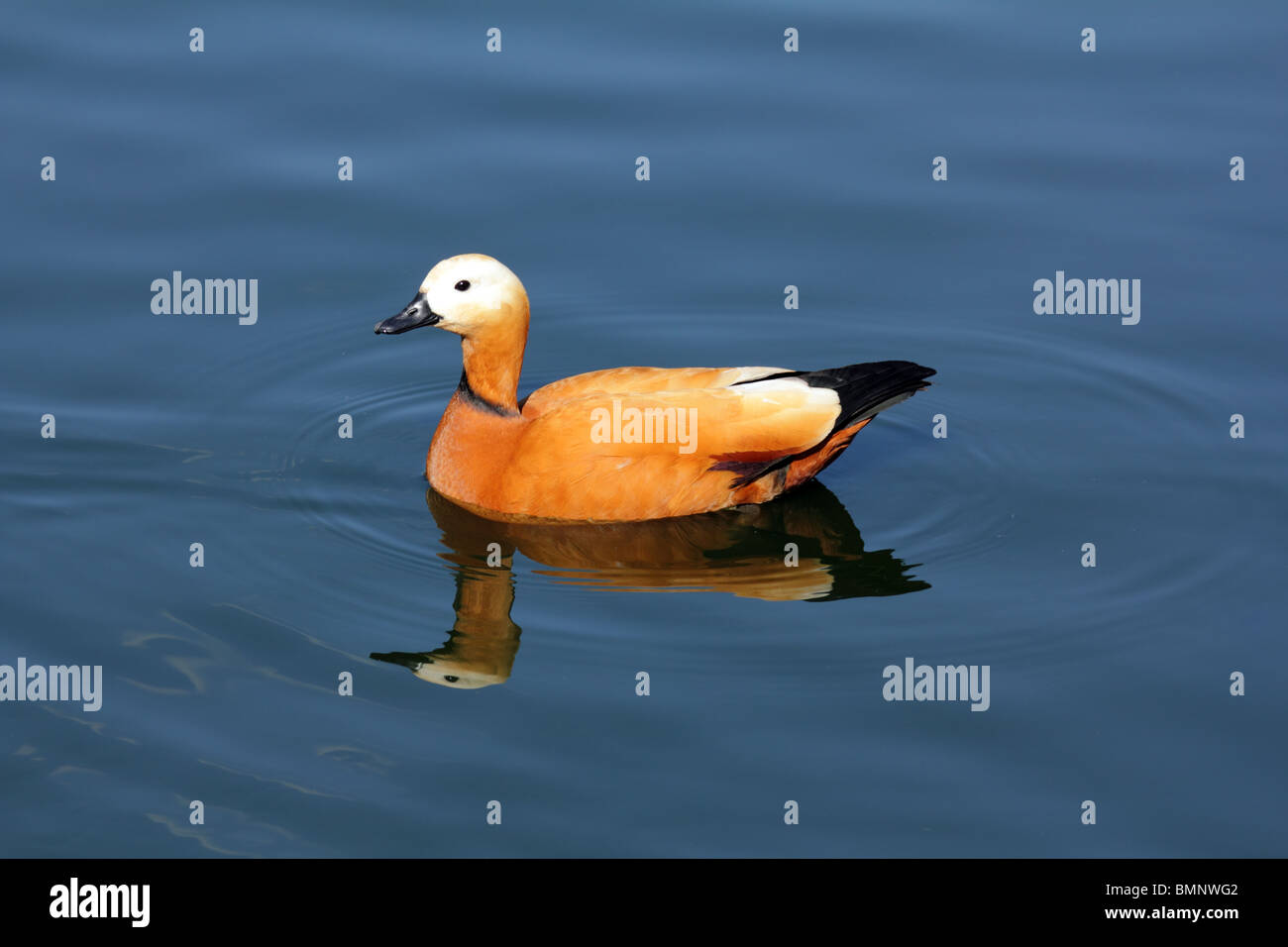 Mandarin duck floating on pond blue water Stock Photo - Alamy