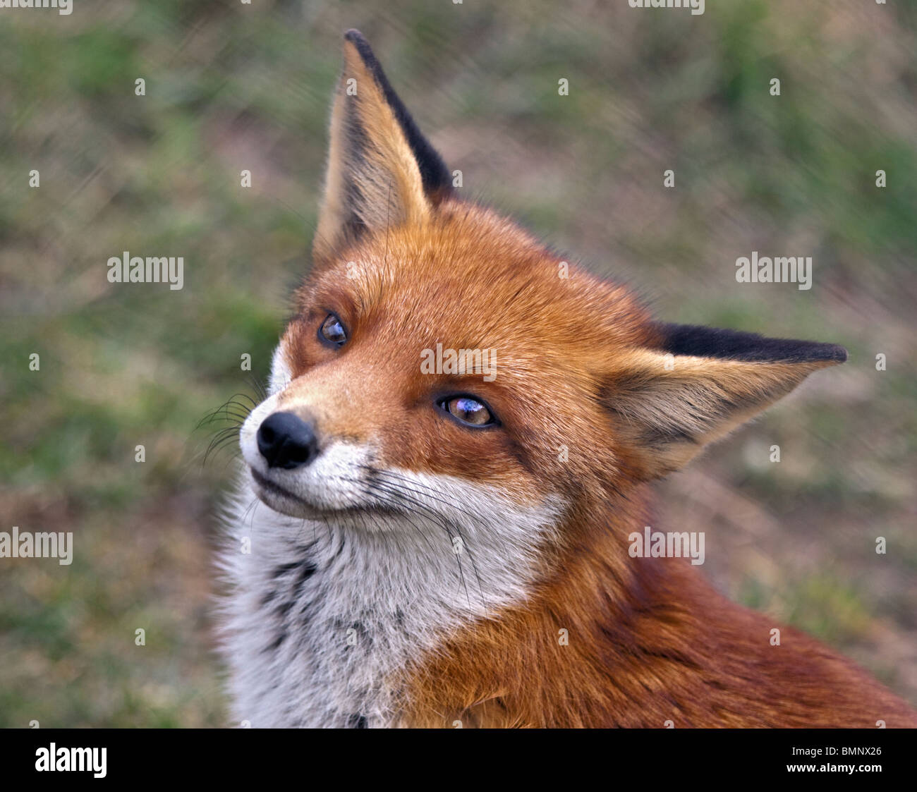 European Red Fox Vulpes Vulpes Stock Photo Alamy