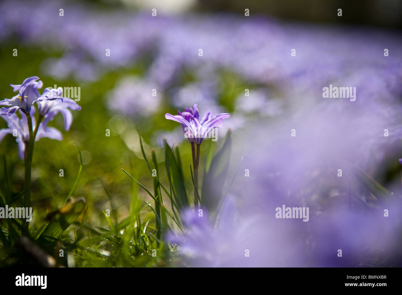 Purple squill flowers in spring Stock Photo