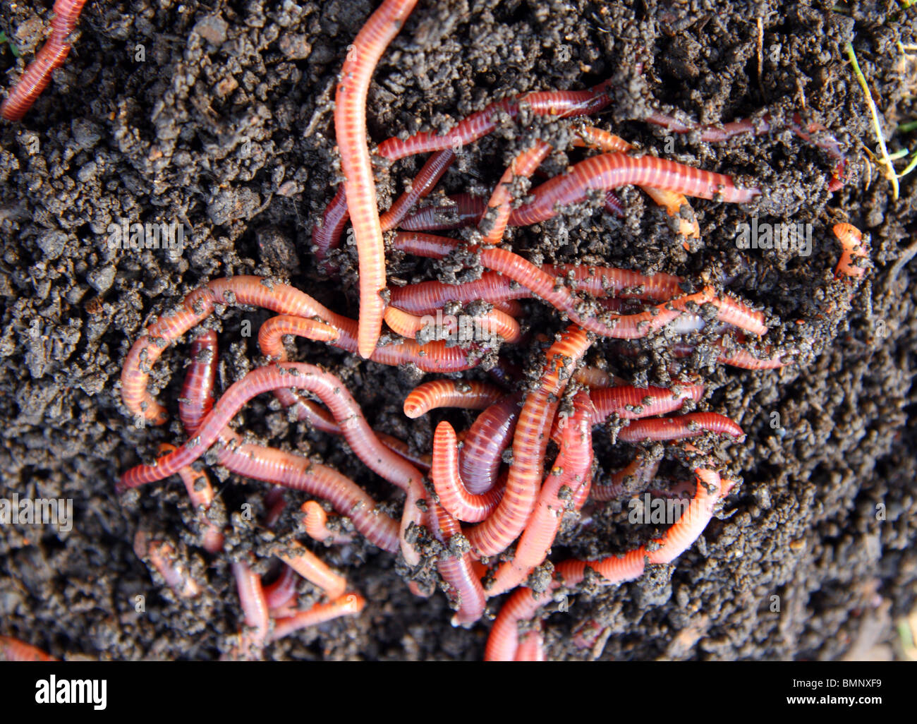 red worms in compost - bait for fishing  Stock Photo