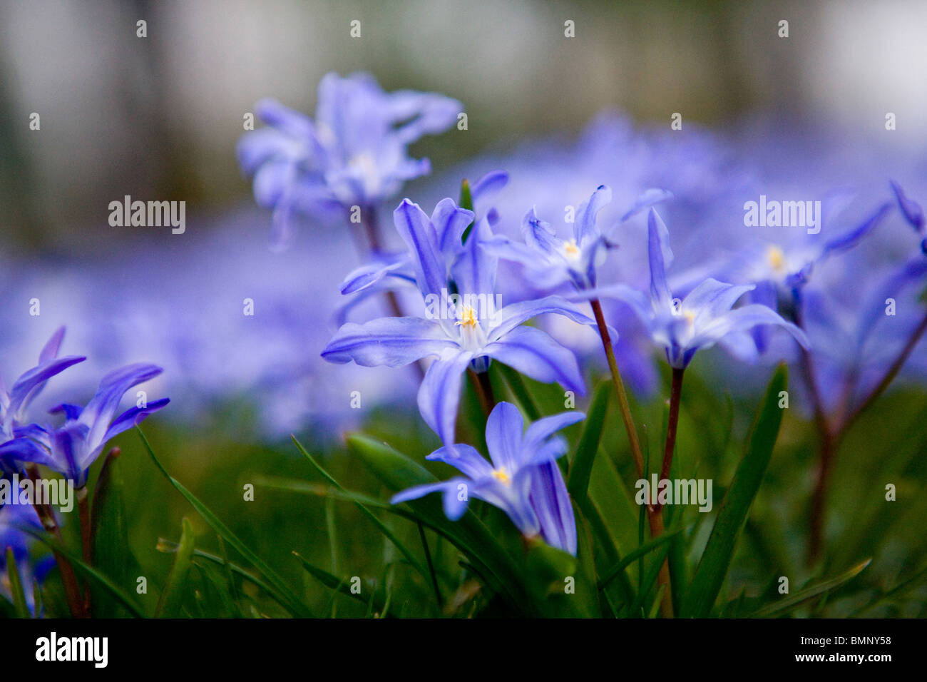 Purple squill flowers in spring Stock Photo