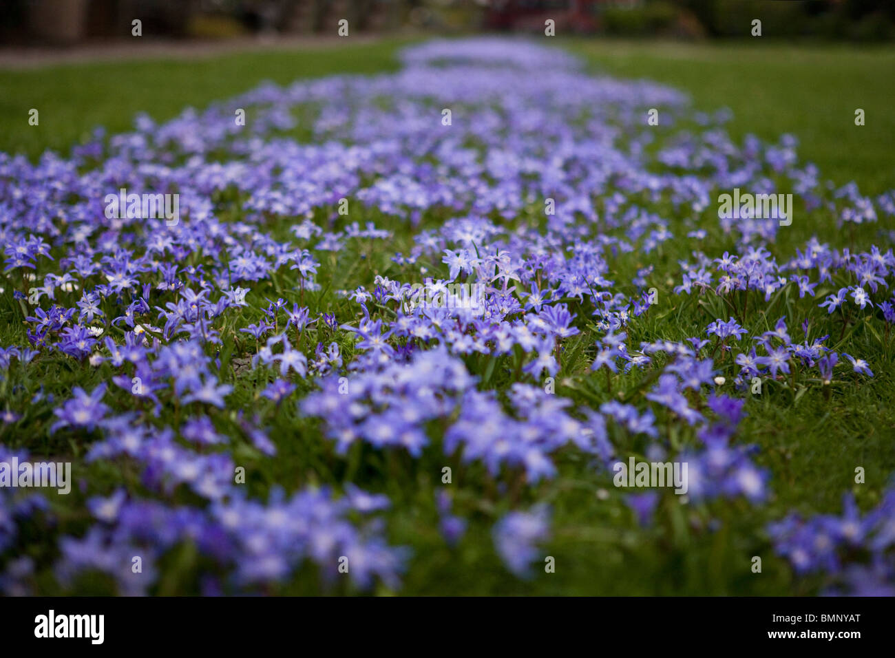 Carpet of purple squill flowers growing in green grass Stock Photo