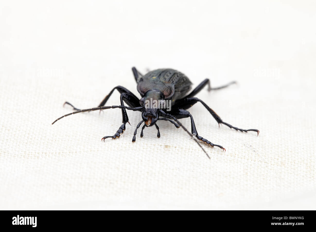 Alive, ground beetles grid Carabus cancellatus at the tissue background Stock Photo