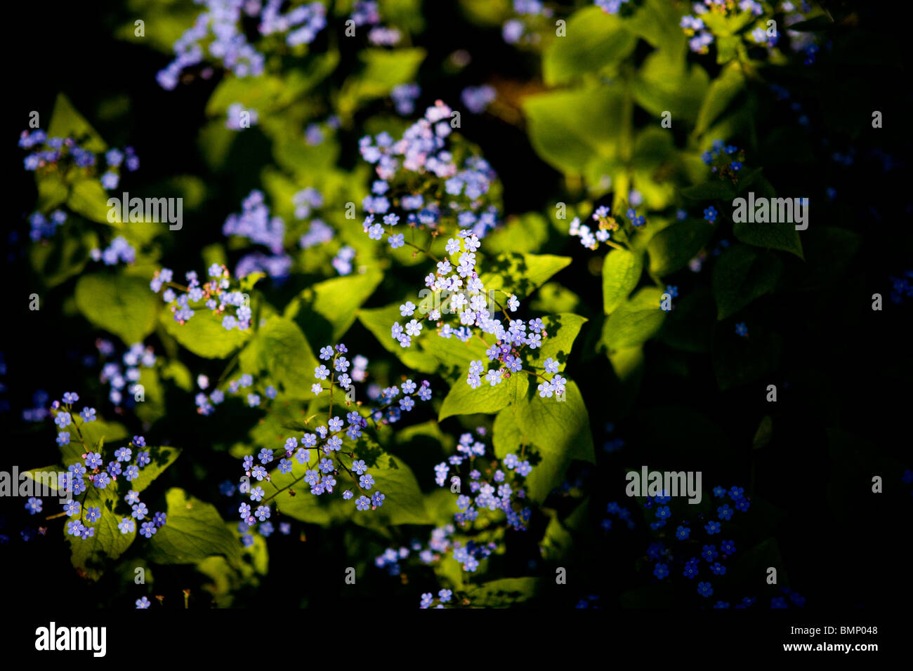 Forget me nots flowering in spring Stock Photo