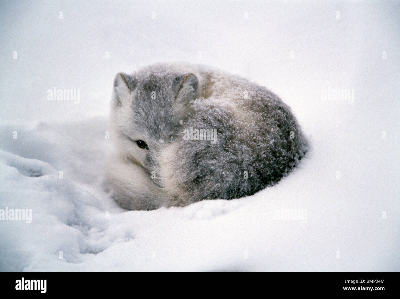 Arctic fox, Cape Churchill, Manitoba, Canada. Stock Photo
