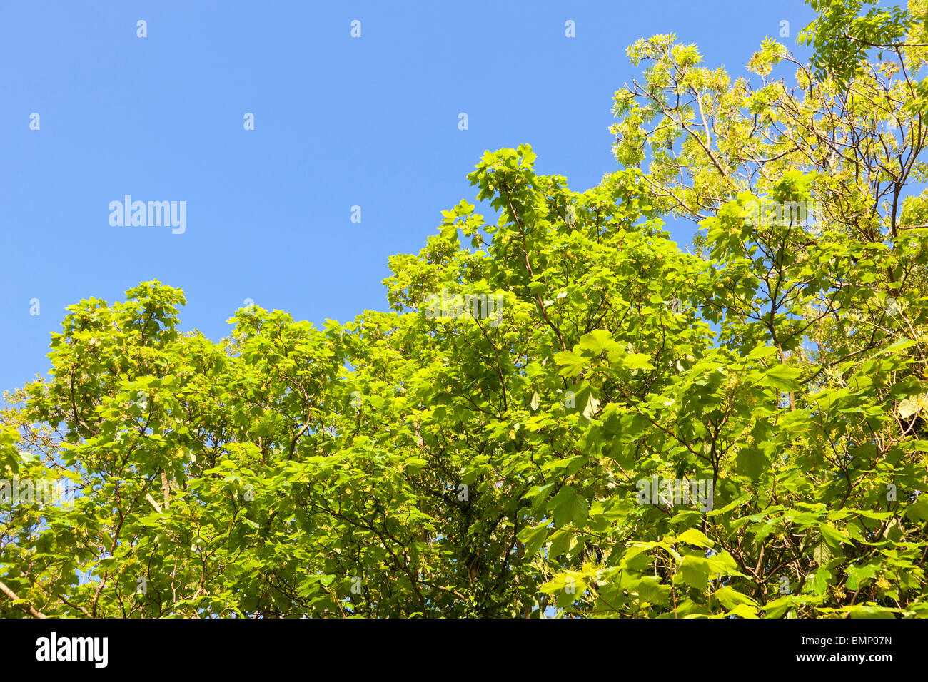 Green tree leaves against a blue sky Stock Photo