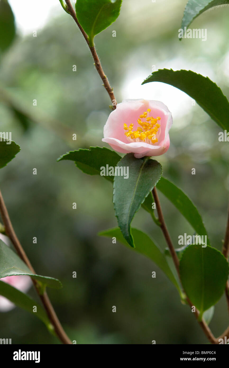 Camellia japonica blossom Stock Photo