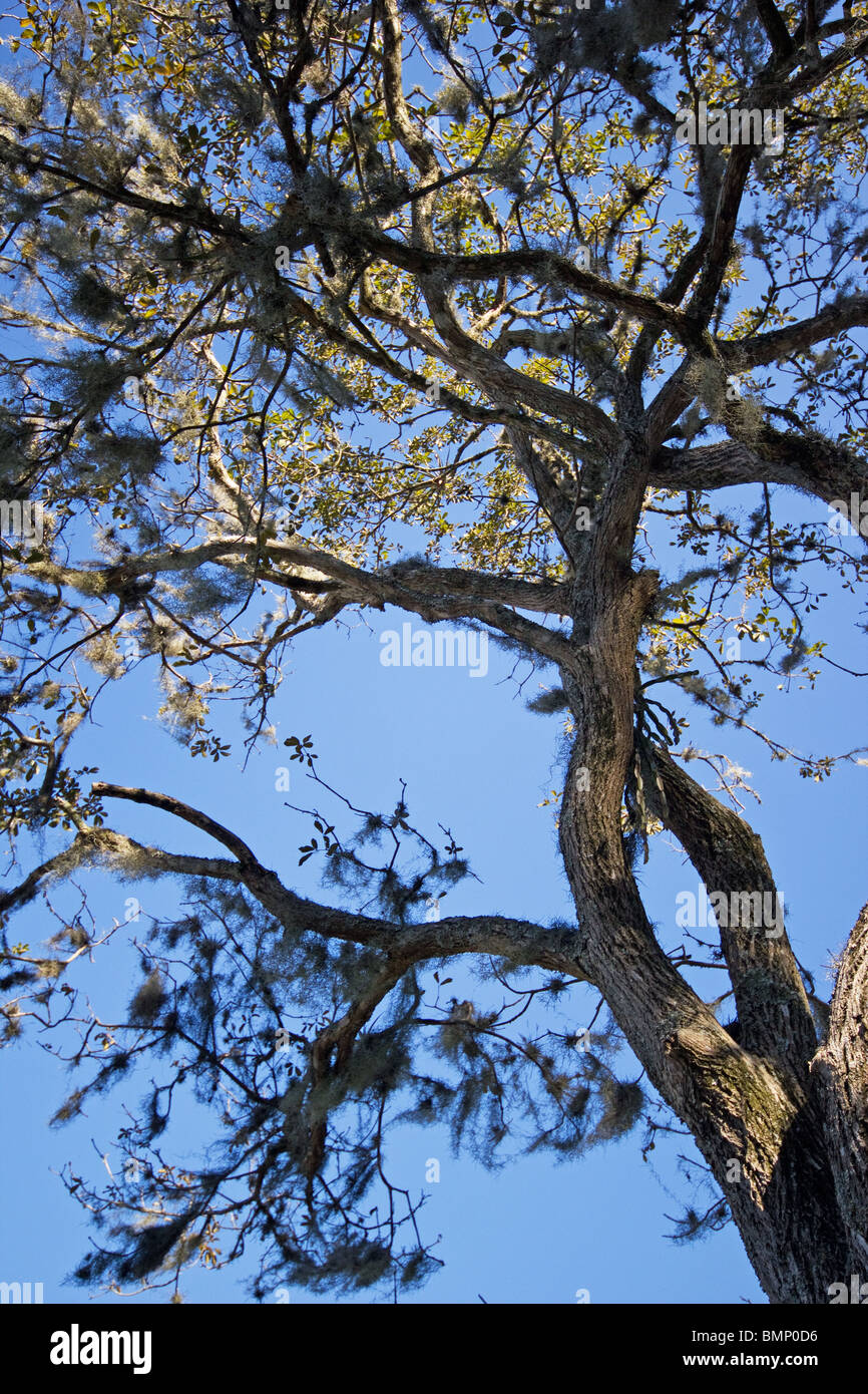 Canopy forest low angle trunk twisted hi-res stock photography and ...
