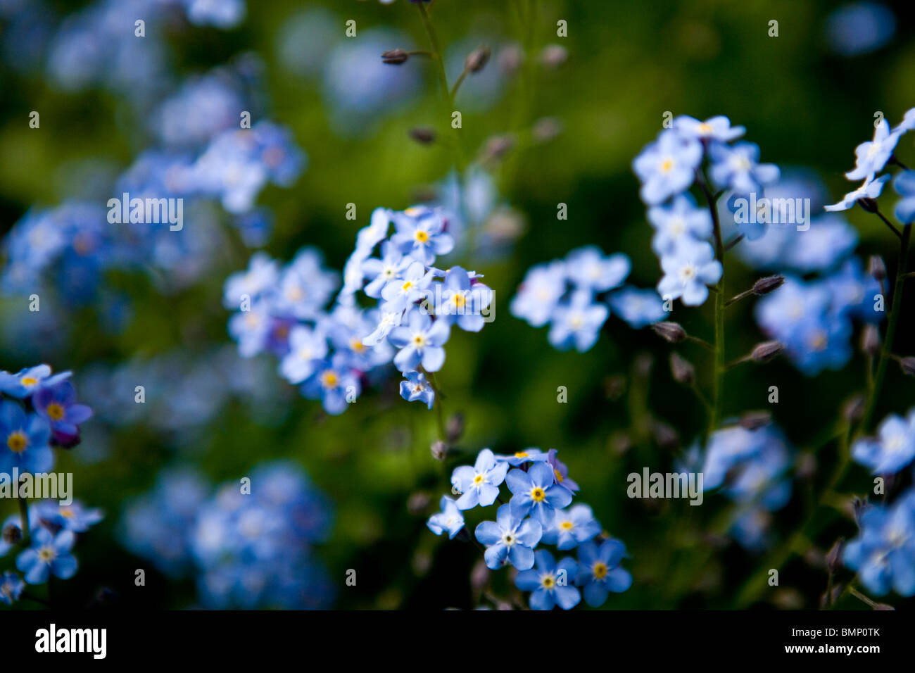Forget me nots flowering in spring Stock Photo - Alamy