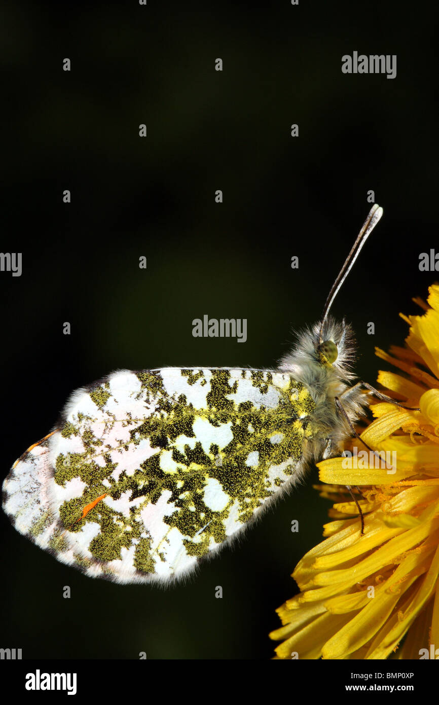 Orange tip butterflies hires stock photography and images Alamy