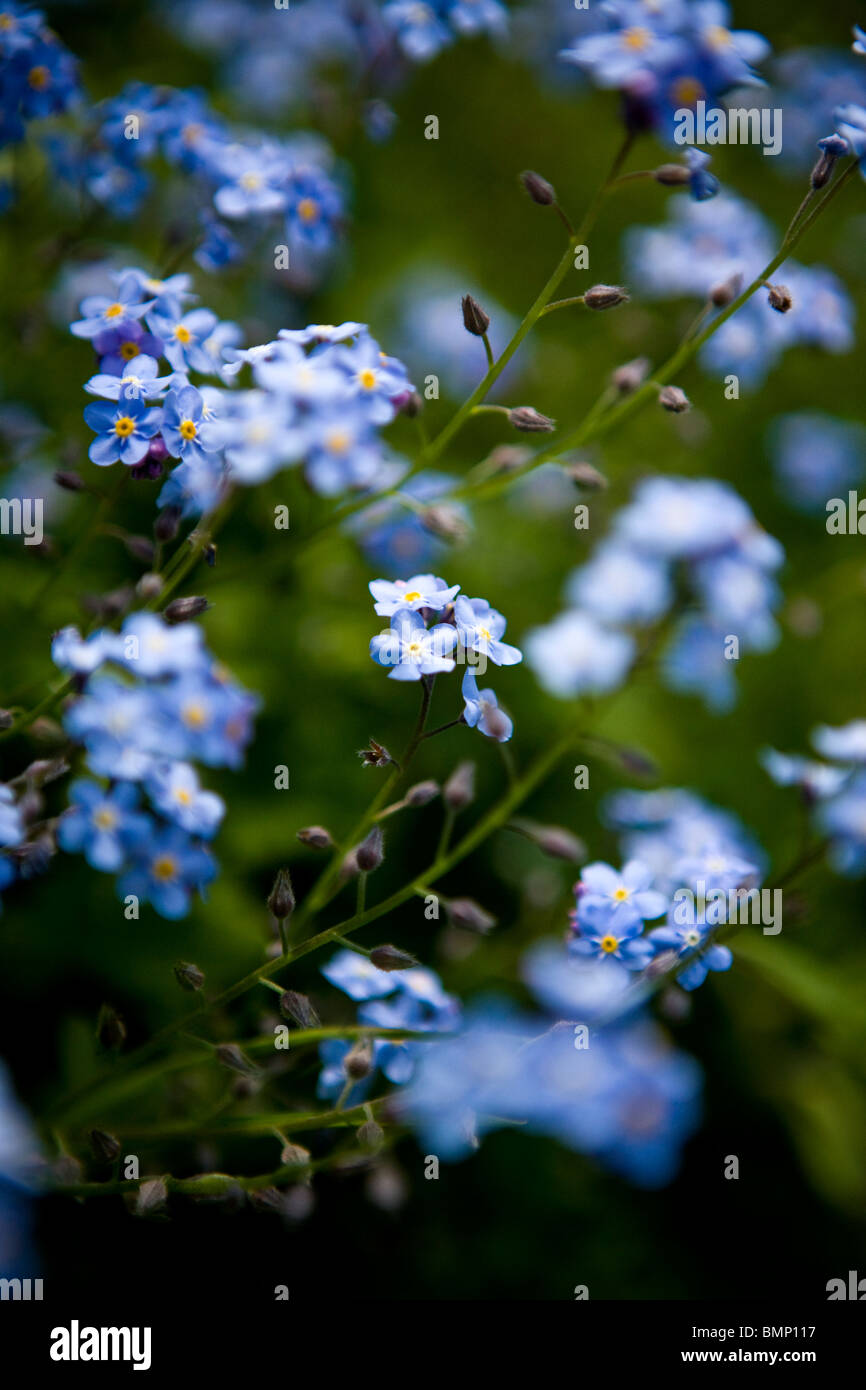 me nots flowering in spring Stock Photo Alamy