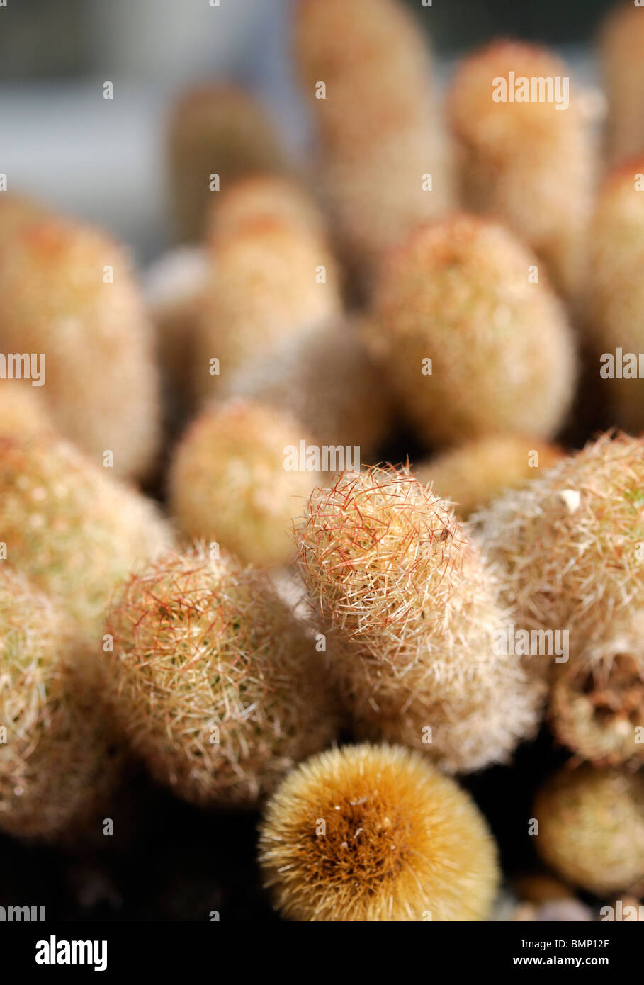 mammillaria elongata Golden Stars Lady Fingers cactus spines drought tolerant resistant Stock Photo