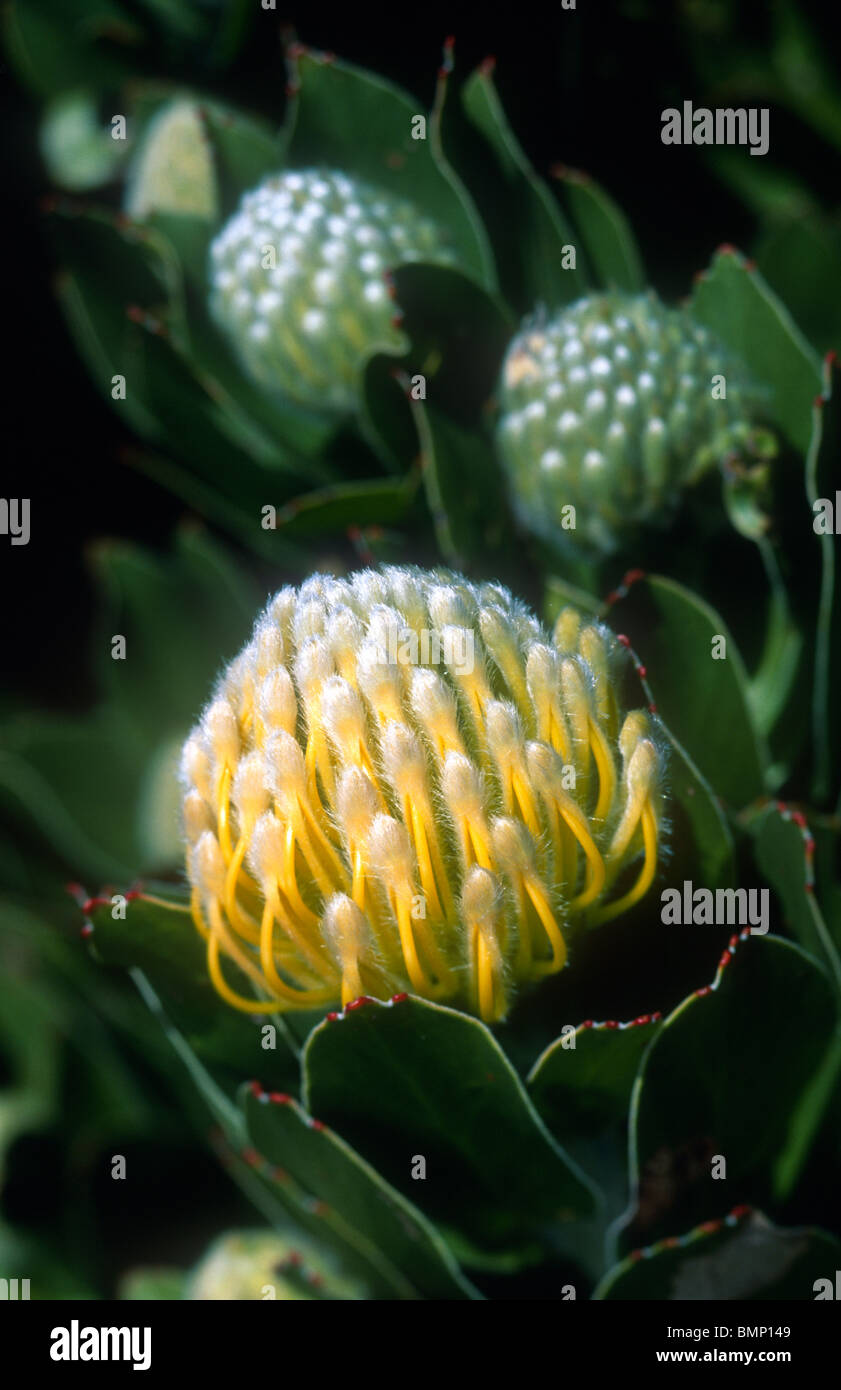 Pincushion protea, Leucospermum species, Cape of Good Hope Nature Reserve, South Africa Stock Photo