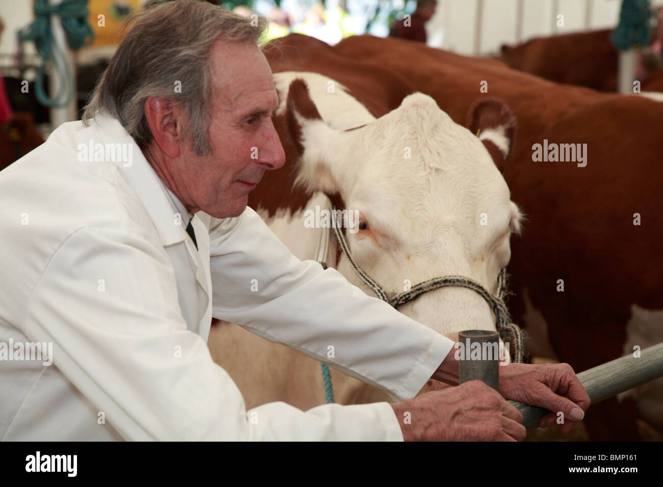 Handler with Hereford cattle at Honley Show, Farnley Tyas, Huddersfield