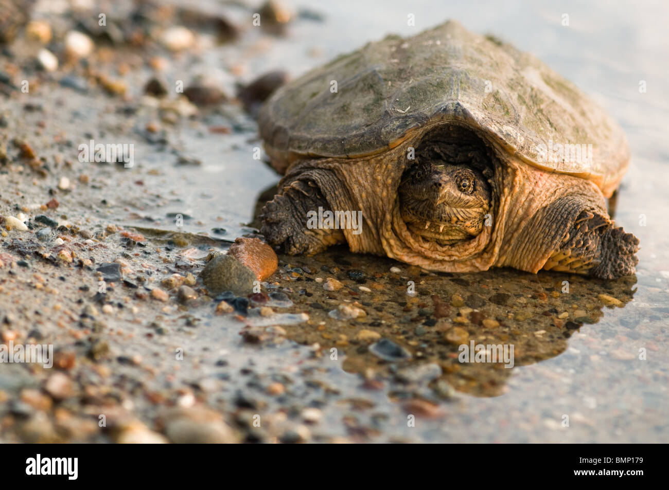 snapping turtle on gravel at waters edge Stock Photo - Alamy