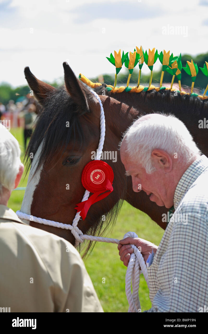 Shire horse head hires stock photography and images Alamy